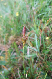 Attēlu rezultāti vaicājumam “Carex caryophyllea flower”