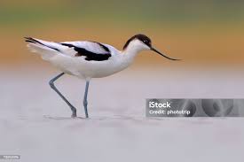 Attēlu rezultāti vaicājumam “Recurvirostra avosetta”