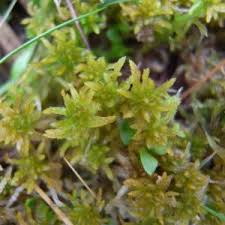 Attēlu rezultāti vaicājumam “Sphagnum contortum”