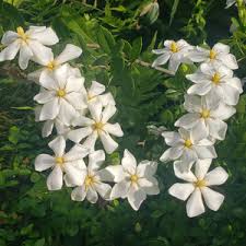 Attēlu rezultāti vaicājumam “Tubifera montana young”