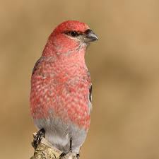 Attēlu rezultāti vaicājumam “Pinicola enucleator adult”