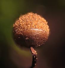 Attēlu rezultāti vaicājumam “Cribraria oregana stalked”