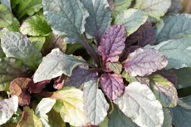 Attēlu rezultāti vaicājumam “Ajuga reptans bud”