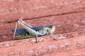 Attēlu rezultāti vaicājumam “Chortippus sp.”