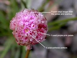 Attēlu rezultāti vaicājumam “Armeria vulgaris bud”
