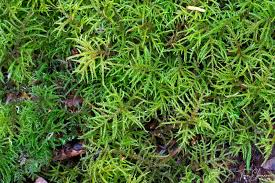 Attēlu rezultāti vaicājumam “Hylocomiastrum umbratum”