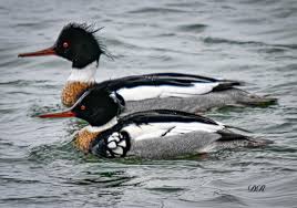 Attēlu rezultāti vaicājumam “Mergus serrator female”