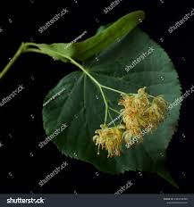 Attēlu rezultāti vaicājumam “Tilia tomentosa flower”