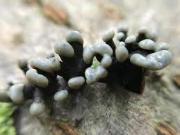 Attēlu rezultāti vaicājumam “Holwaya mucida”