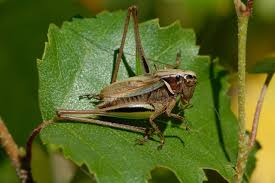 Attēlu rezultāti vaicājumam “Metrioptera brachyptera”