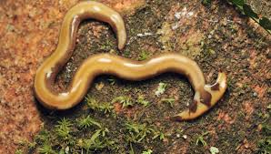 Attēlu rezultāti vaicājumam “Plathelminthes”