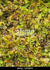 Attēlu rezultāti vaicājumam “Trilophozia quinquedentata”