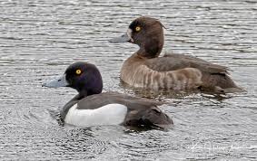 Attēlu rezultāti vaicājumam “Aythya fuligula female”