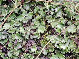 Attēlu rezultāti vaicājumam “Tortula subulata sporophyte”