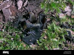 Attēlu rezultāti vaicājumam “Chlorencoelia versiformis”