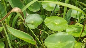 「香菇草」的圖片搜尋結果