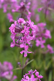 Attēlu rezultāti vaicājumam “Silene viscaria leaf”