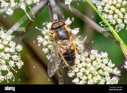 Attēlu rezultāti vaicājumam “Eristalis sp.”