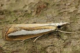 Attēlu rezultāti vaicājumam “Catoptria margaritella”