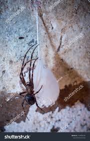 Attēlu rezultāti vaicājumam “Agroeca brunnea”