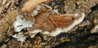 Attēlu rezultāti vaicājumam “Postia guttulata”