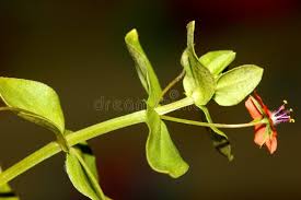 Attēlu rezultāti vaicājumam “Anagallis arvensis leaf”
