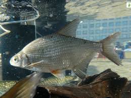 Image result for Blicca bjoerkna