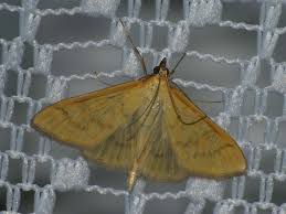 Attēlu rezultāti vaicājumam “Mecyna flavalis”