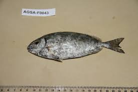 Image result for Siganus rivulatus