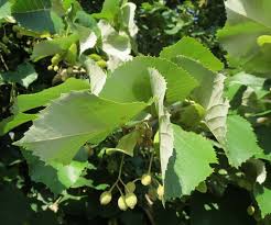 Attēlu rezultāti vaicājumam “Tilia tomentosa leaf”