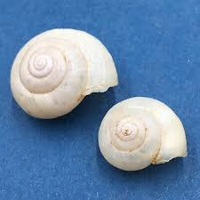 Attēlu rezultāti vaicājumam “Fruticola fruticum”