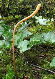 Attēlu rezultāti vaicājumam “Macrotyphula fistulosa”