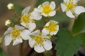 Attēlu rezultāti vaicājumam “Fragaria viridis flower”