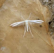 Attēlu rezultāti vaicājumam “Adaina microdactyla”