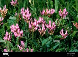 Attēlu rezultāti vaicājumam “Astragalus danicus flower”