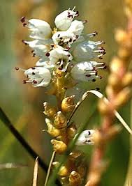 Attēlu rezultāti vaicājumam “Bistorta vivipara flower”