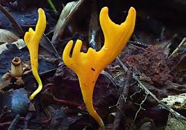 Attēlu rezultāti vaicājumam “Ramariopsis crocea”