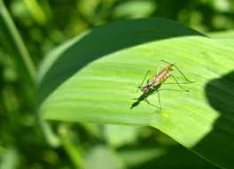 Attēlu rezultāti vaicājumam “Tetanops myopina”