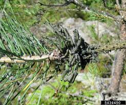 Attēlu rezultāti vaicājumam “Neodiprion sertifer”