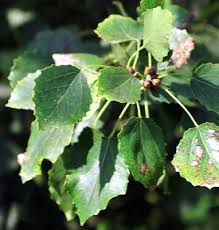 Attēlu rezultāti vaicājumam “Populus x canescens”