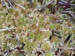 Attēlu rezultāti vaicājumam “Sphagnum molle”