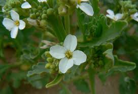 Attēlu rezultāti vaicājumam “Cakile maritima subsp. baltica leaf”