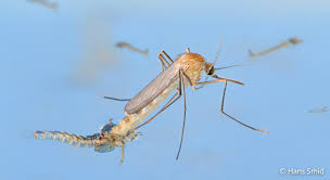 Attēlu rezultāti vaicājumam “Culex pipiens female”
