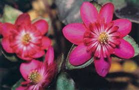 Attēlu rezultāti vaicājumam “Hepatica nobilis fruit”