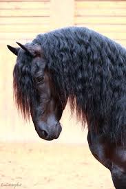 Image result for chestnut friesian