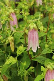 Image result for Campanula formanekiana