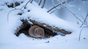 Attēlu rezultāti vaicājumam “Sorex sp.”