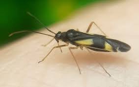 Attēlu rezultāti vaicājumam “Dryophilocoris flavoquadrimaculatus”