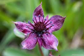 Attēlu rezultāti vaicājumam “Comarum palustre”