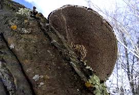 Attēlu rezultāti vaicājumam “Phellinus tremulae”